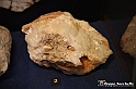 VBS_9061 - Museo Paleontologico - Asti